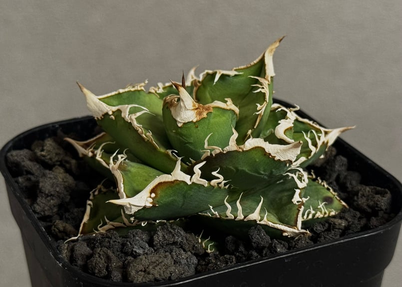 アガベ・チタノタ 流星(台湾Lize産)-002｜agave titanota Meteor