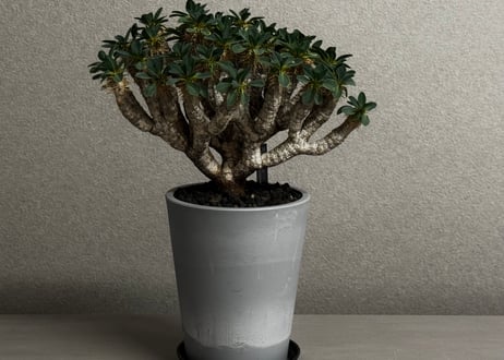ユーフォルビア・ギラウミニアナ(大株)-001｜Euphorbia guillauminiana