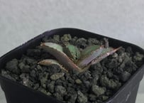 アガベ・オバティフォリア（オルカ）｜（芽）-001｜ agave ovatifolia