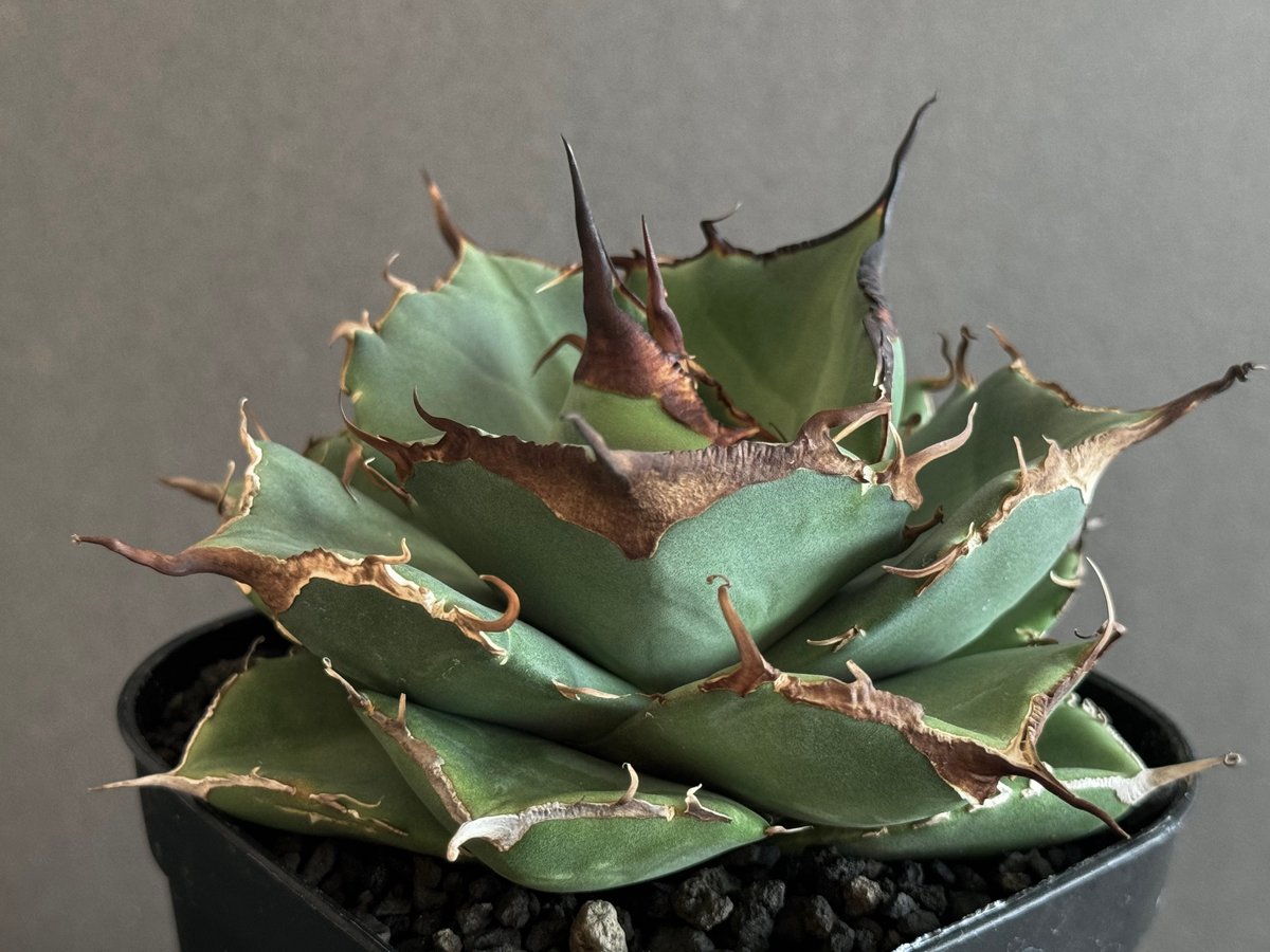 アガベ・チタノタ 黒豹（小株）-024｜agave titanota black