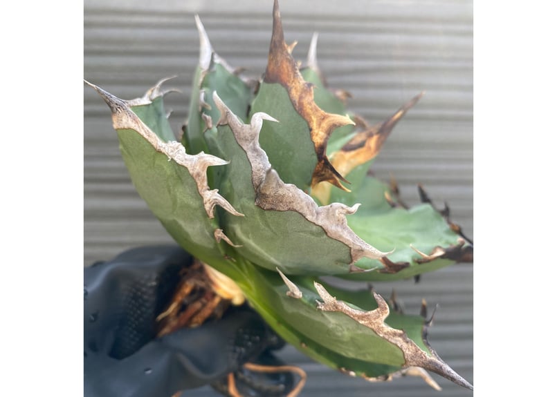 AGAVE TITANOTA 蟹 Agave Titanota螃蟹 発根済み 台湾産 | WHNURSERY
