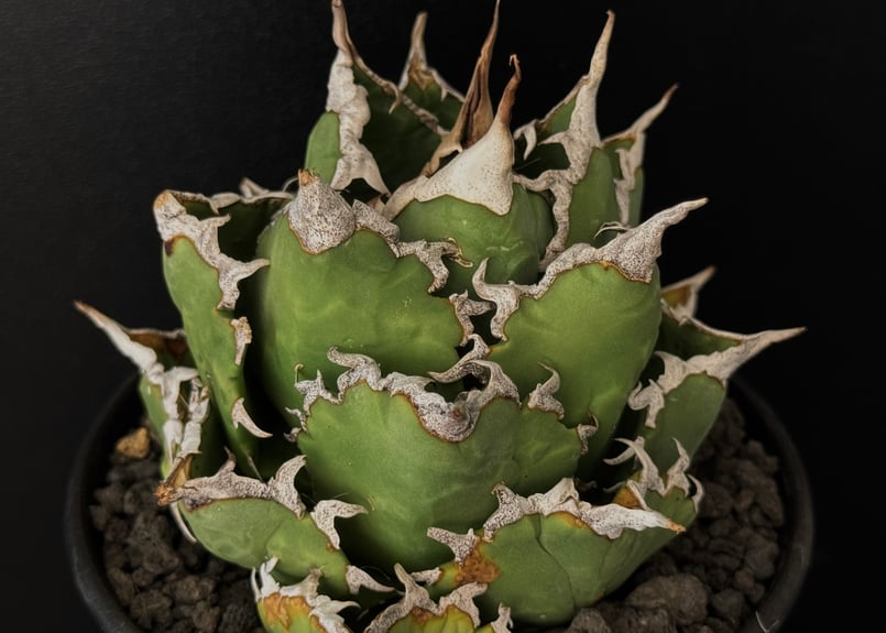 アガベ 狂刺夕映 オテロイ チタノタ アガベ・チタノタ 狂刺夕映 (中株