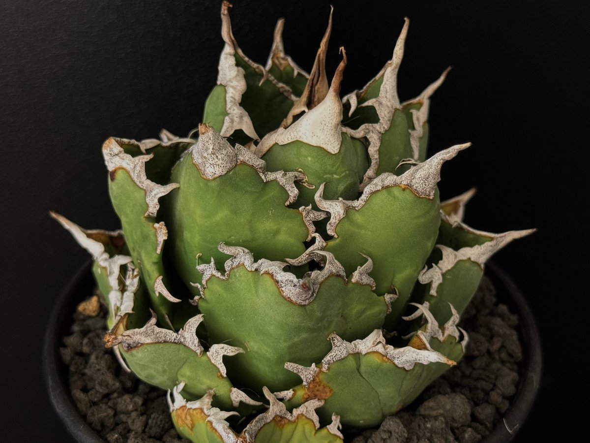 男性に人気！ アガベ・チタノタ 狂刺夕映 (中株)- 010｜agave titanota Solar アガベ