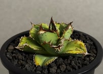 アガベ・チタノタ 圓葉拇指(フィリグリー)_ボールタイプ-005｜agave
