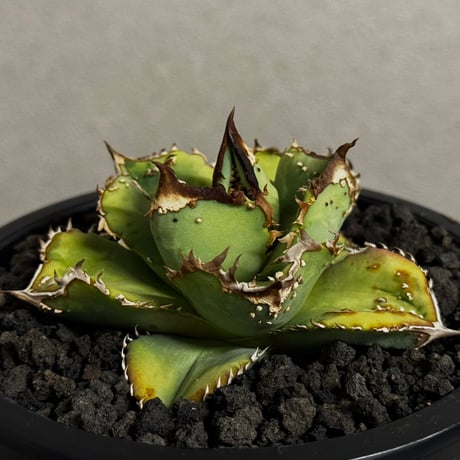 鰐亀　チタノタ　アガベ　子株 アガベ チタノタ 鰐亀 ワニガメ TC株 Agave titanota alligator s