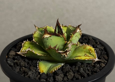 アガベ・チタノタ 鰐亀（中株）-039｜agave titanota alligator snapper