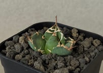 アガベ・チタノタ ビースト-001（芽）｜agave titanota beast | Plu