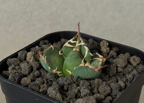 アガベ ナゾノタ アガベ チタノタ 悪魔（スーパーチタノタ）OS14 – linkplants