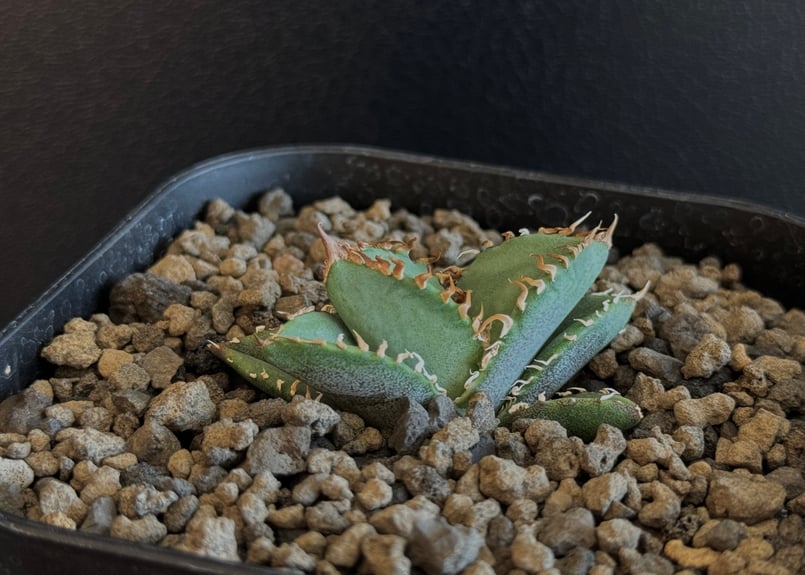 アガベチタノタ皇冠　crown 発根活着済み② アガベチタノタ皇冠 crown 発根活着済み② 【公式通販】