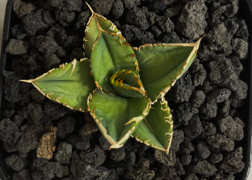 アガベ・チタノタ 白毫刺（芽）-023(当店標本株直子)｜agave titanota