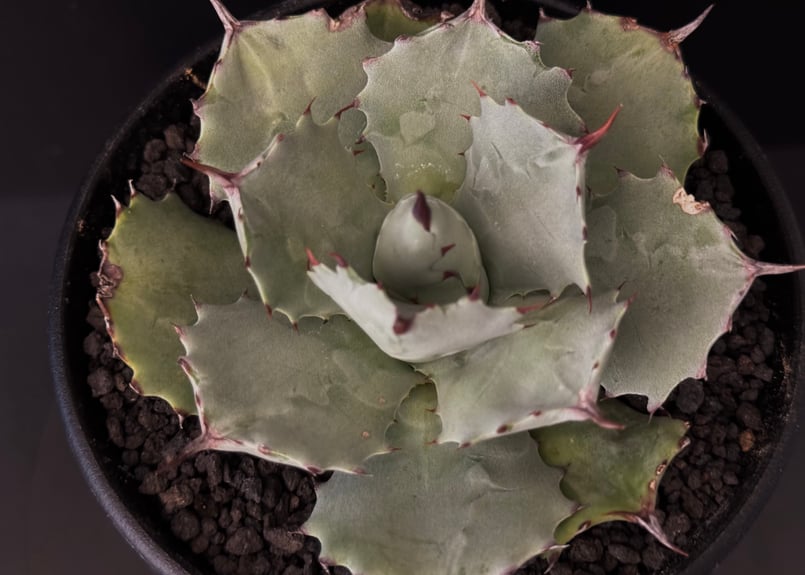 アガベ　シャウイー×イシスメンシス　ジェレミー氏　特大カット苗 アガベ シャウイー×イシスメンシス ジェレミー氏 特大カット苗