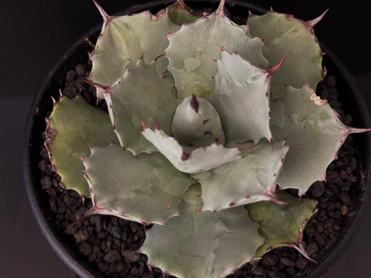アガベ　イシスメンシス　大株 Royal agave産＞アガベ・イシスメンシス （小株）-001｜ agave