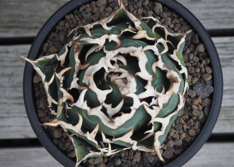 アガベ・チタノタ白鯨(ボールタイプ)中-070|agave titanota アガベ・チタノタ白鯨(ボールタイプ)中-070|agave titanota