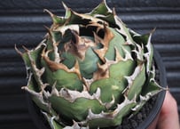 アガベ・チタノタ 白幽霊（芽）-004｜agave titanota white