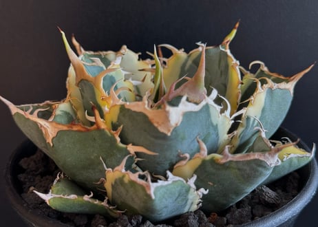 CATEGORY Titanota White whale variegated｜白鯨（斑入り