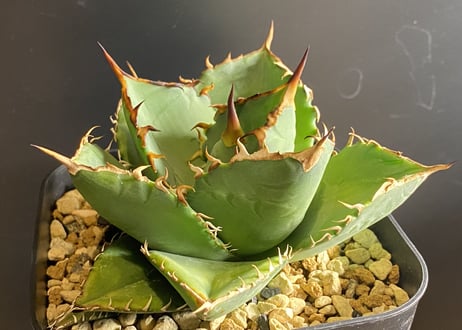 アガベ・チタノタ FO/オテロイ（ワイドタイプ）｜agave titanota FO-076/Oteroi