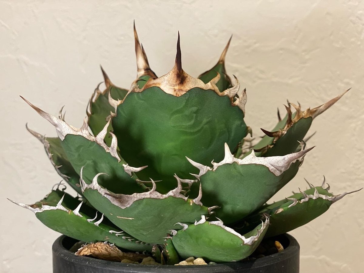 アガベ・チタノタ FO/オテロイ(ワイドタイプ)|agave titanota FO