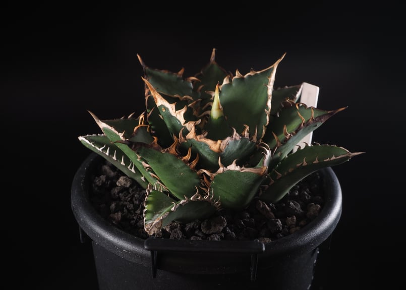 アガベ　チタノタ　オテロイ　赤猫　ゴリ猫　連刺　ボールタイプ　3 アガベ チタノタ オテロイ 赤猫 ゴリ猫 連刺 ボールタイプ 3 アガベ