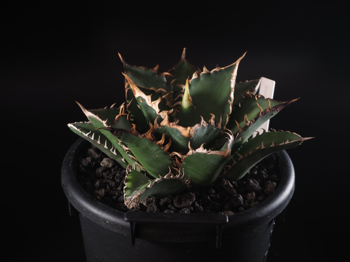 アガベ・チタノタ 赤猫-003|agave titanota redcat weezle | アガベ・チタノタ 赤猫-003|agave titanota redcat weezle |