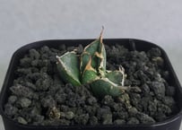 アガベ・チタノタ 羽毛(小)-002｜agave titanota feather | Plu