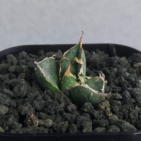 アガベ疣猪 | STORES