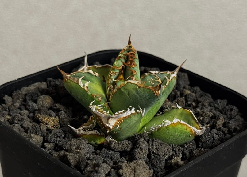 アガベ・チタノタ ハンスのぶつぶつ（芽）-003｜agave titanota Hanes n