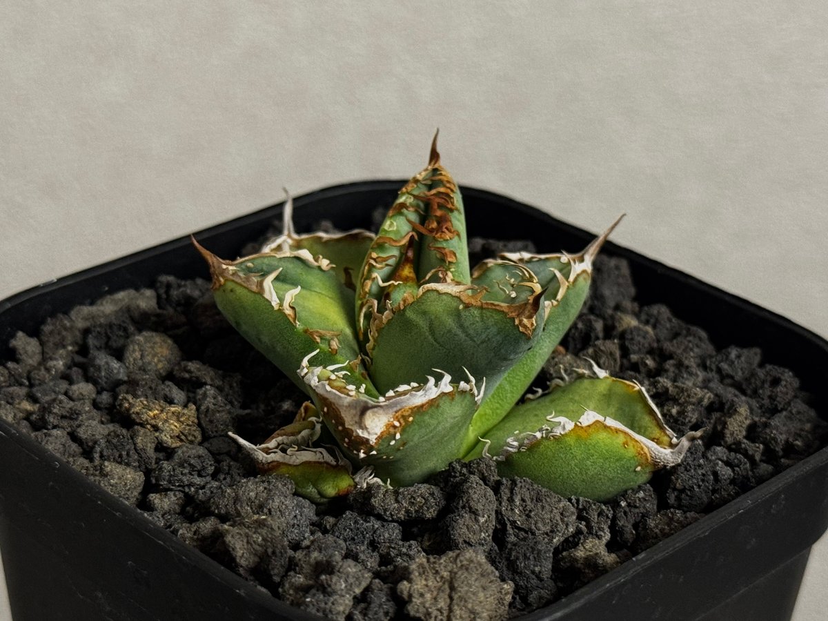アガベ・チタノタ ハンスのぶつぶつ（芽）-003｜agave titanota Hanes n