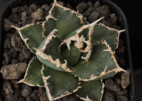◆厳選◆アガベ・チタノタ 狼人（小株）-032｜agave titanota were wolf
