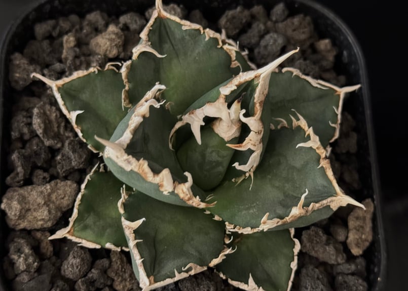 ◇厳選◇アガベ・チタノタ 狼人（小株）-032｜agave titanota were wol