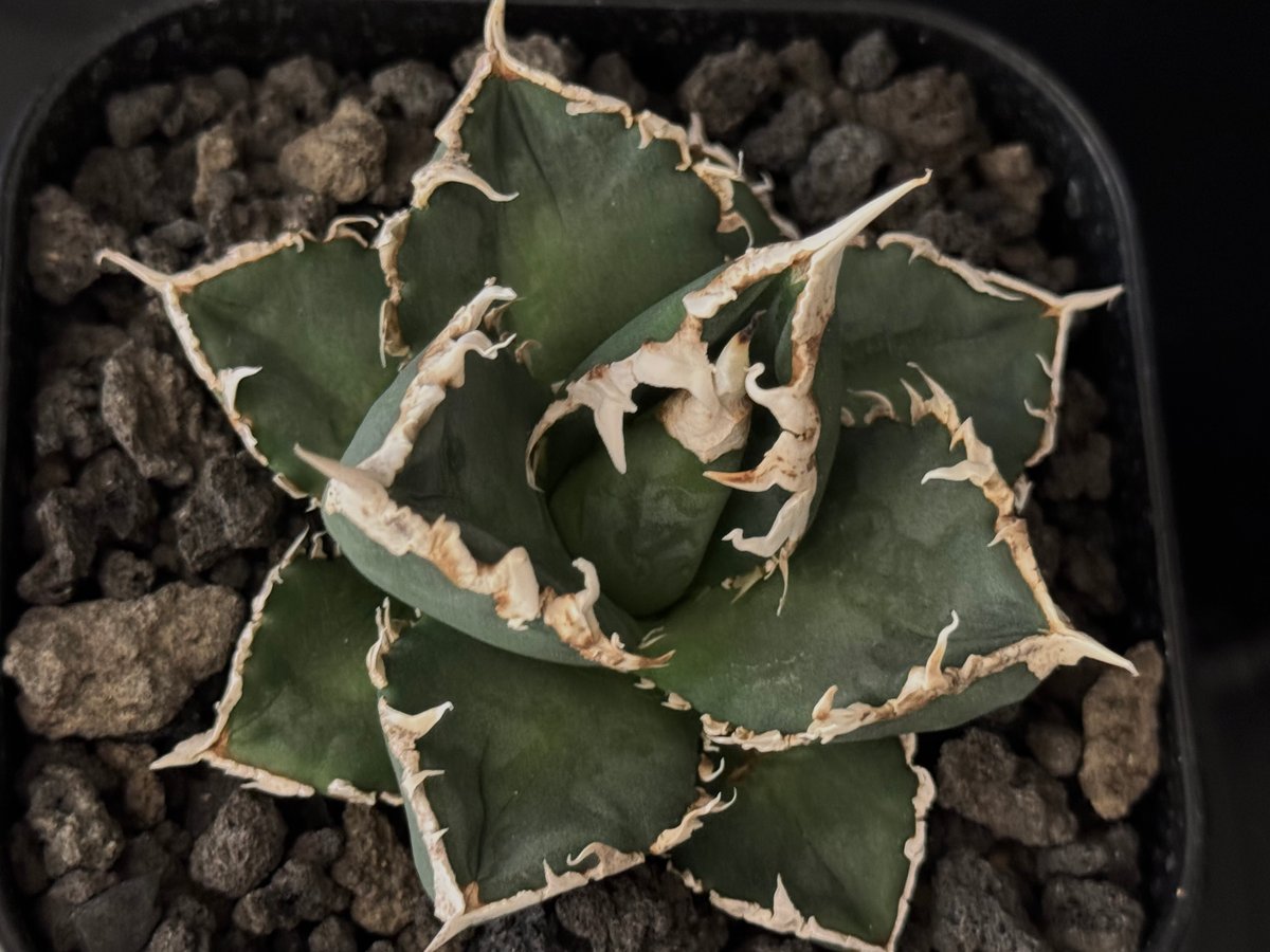 ◇厳選◇アガベ・チタノタ 狼人（小株）-032｜agave titanota were wol