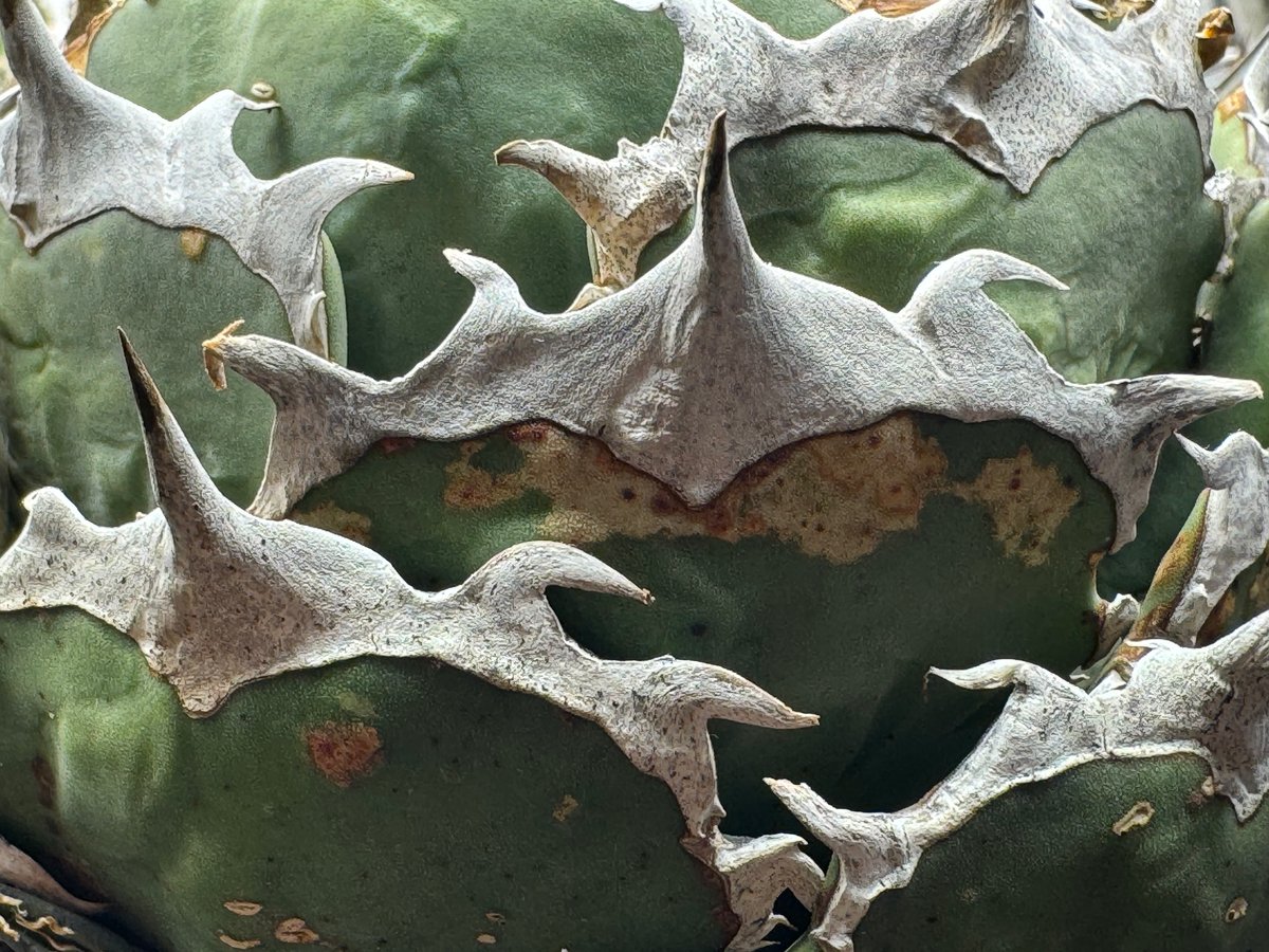 アガベ烈焔大株 アガベ・チタノタ 烈焔（ボールタイプ）中-012｜agave titanota