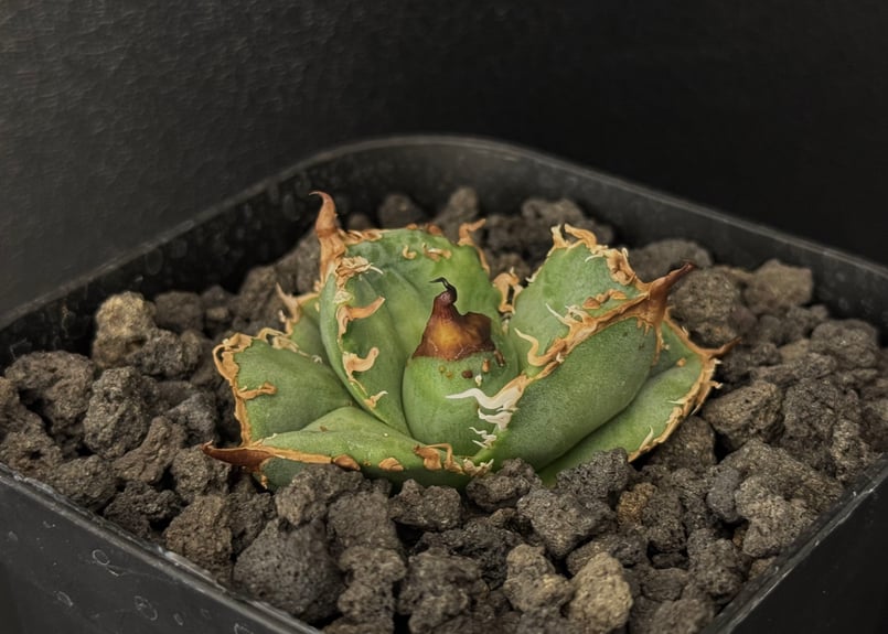 アガベ・チタノタ 疣猪/丸叶背刺（芽）-008｜agave titanota