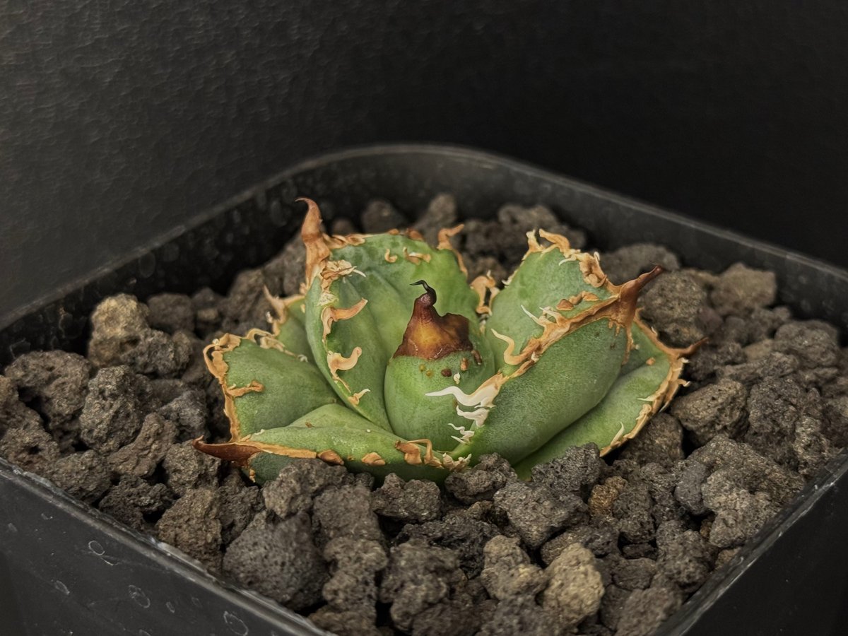 AGAVE アガベ スタッズ ぶつぶつ ムチムチ 星空 麻花 疣猪