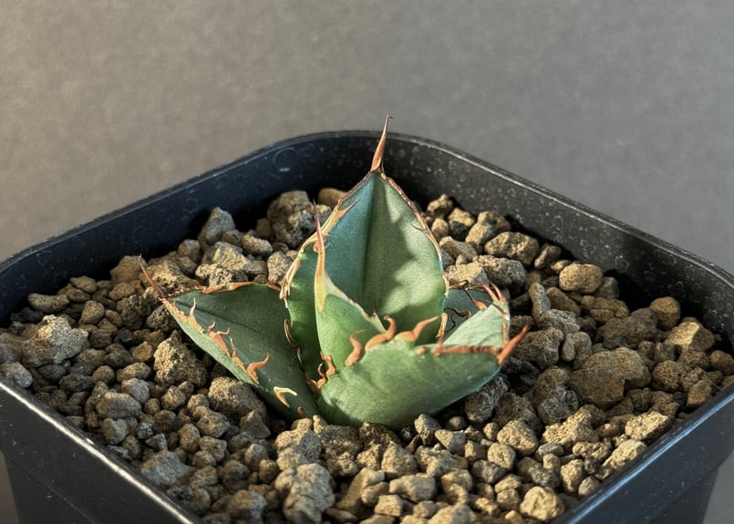 アガベ・チタノタ FO076/オテロイ(芽)004|agave titanota FO-076 アガベ・チタノタ FO076/オテロイ(芽)004|agave titanota FO-076