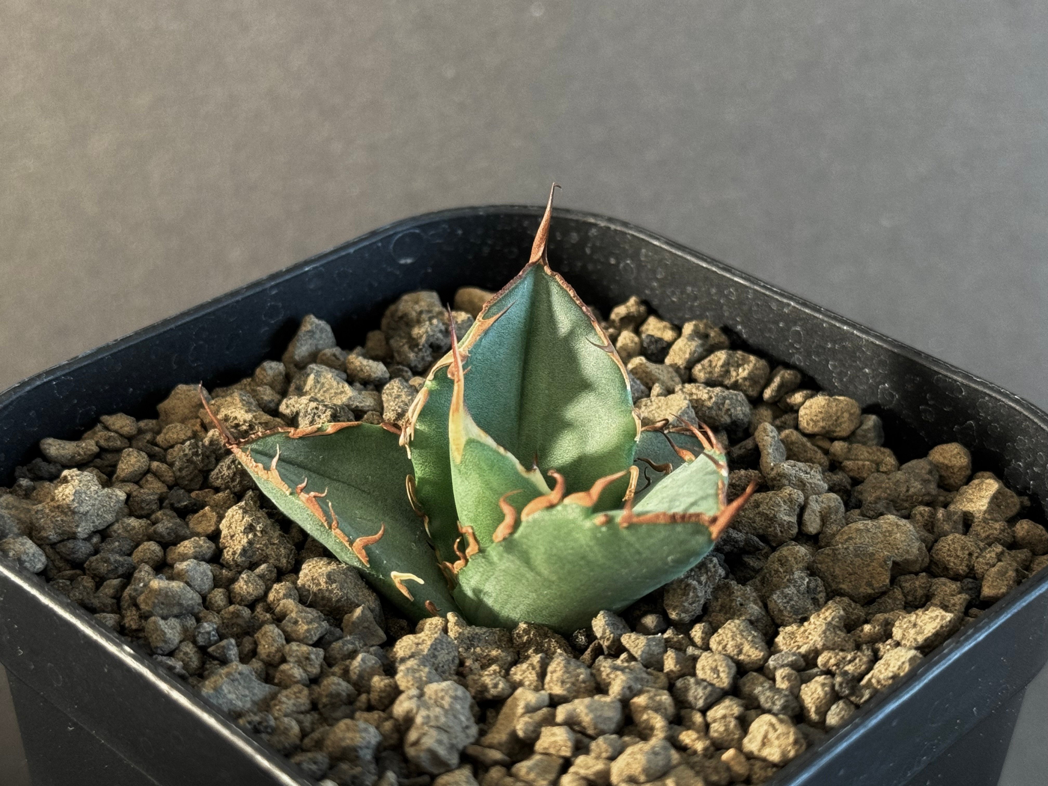アガベ・チタノタ FO076/オテロイ(芽)004｜agave titanota FO-076