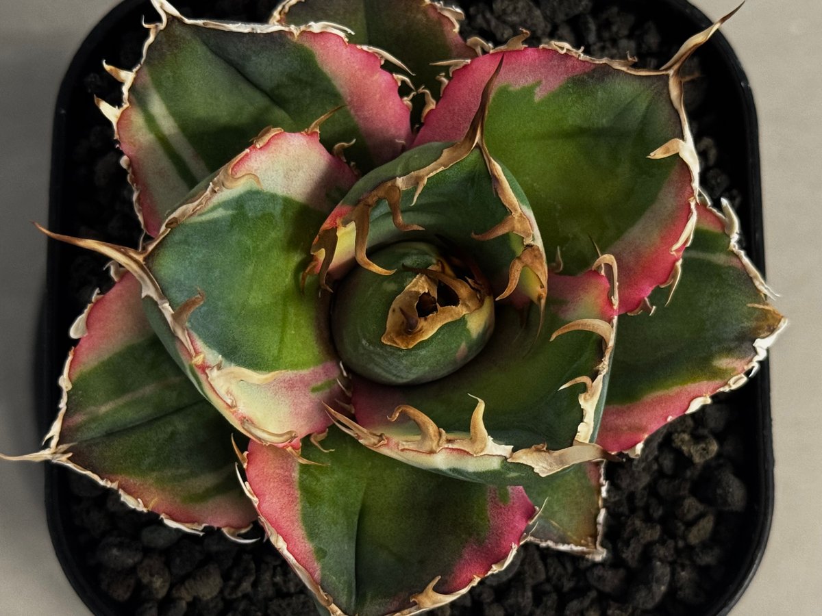 アガベ・チタノタ白鯨（覆輪）芽-008｜agave titanota white whale