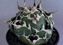 アガベ　チタノタ　黒鯨　白縞斑　Agave titanota mqdefault.jpg