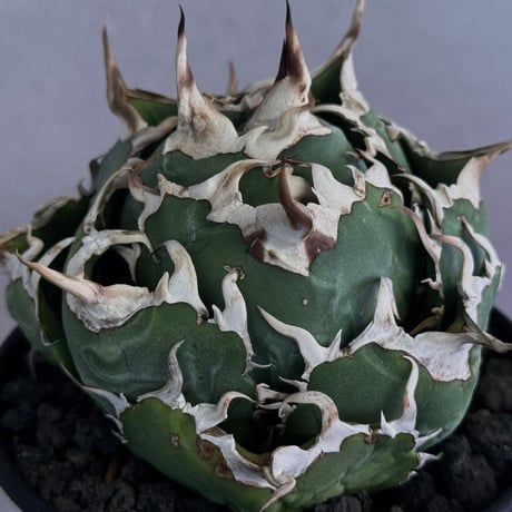 アガベ白鯨 | STORES アガベ白鯨 | STORES