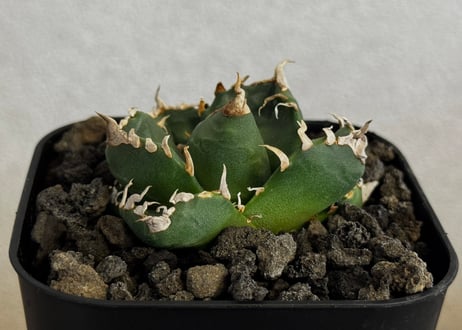アガベ・チタノタ 魔丸（芽）-043｜agave titanota imps