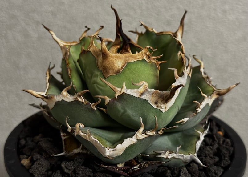 アガベ・チタノタ LQH_木（芽）007｜agave titanota jupiter | P