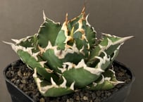 アガベ・チタノタ 鳳凰 子株-001｜agave titanota Phoenix | Pl