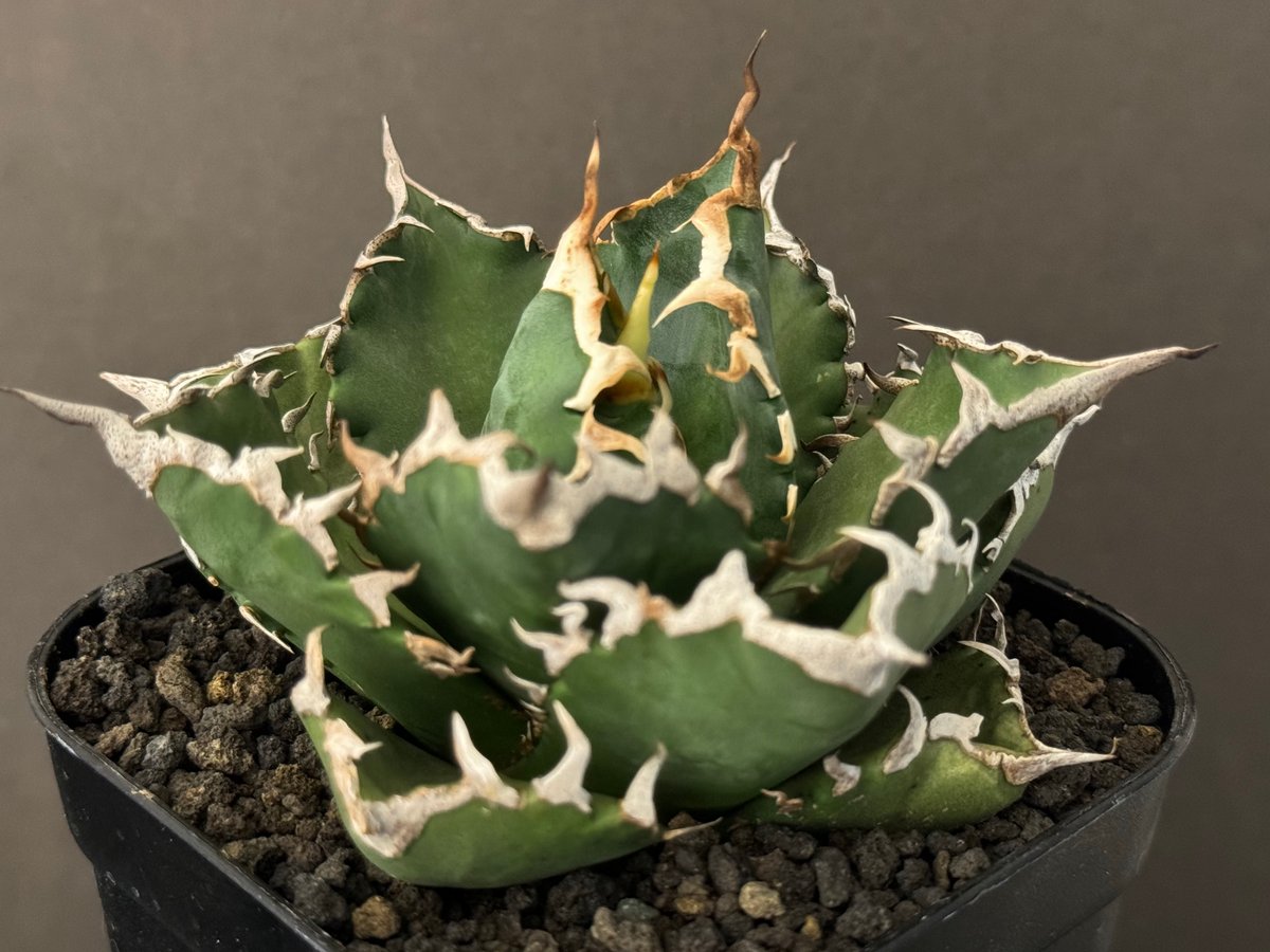 アガベ・チタノタ 狂雨/狂刺小雨新白鯨(小株)- 010|agave アガベ・チタノタ 狂雨/狂刺小雨新白鯨(小株)- 010|agave