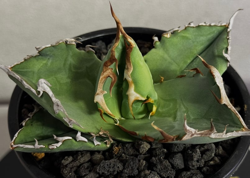 アガベ・チタノタ 螃蟹（芽）- 019｜agave titanota Crab | Plus_