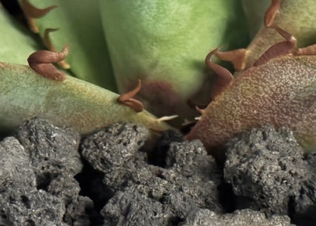 アガベ・チタノタ ハデス (黒帝斯) 芽-041｜agave titanota hades