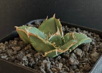 アガベ・チタノタブルー選抜/L18（芽）-004｜agave