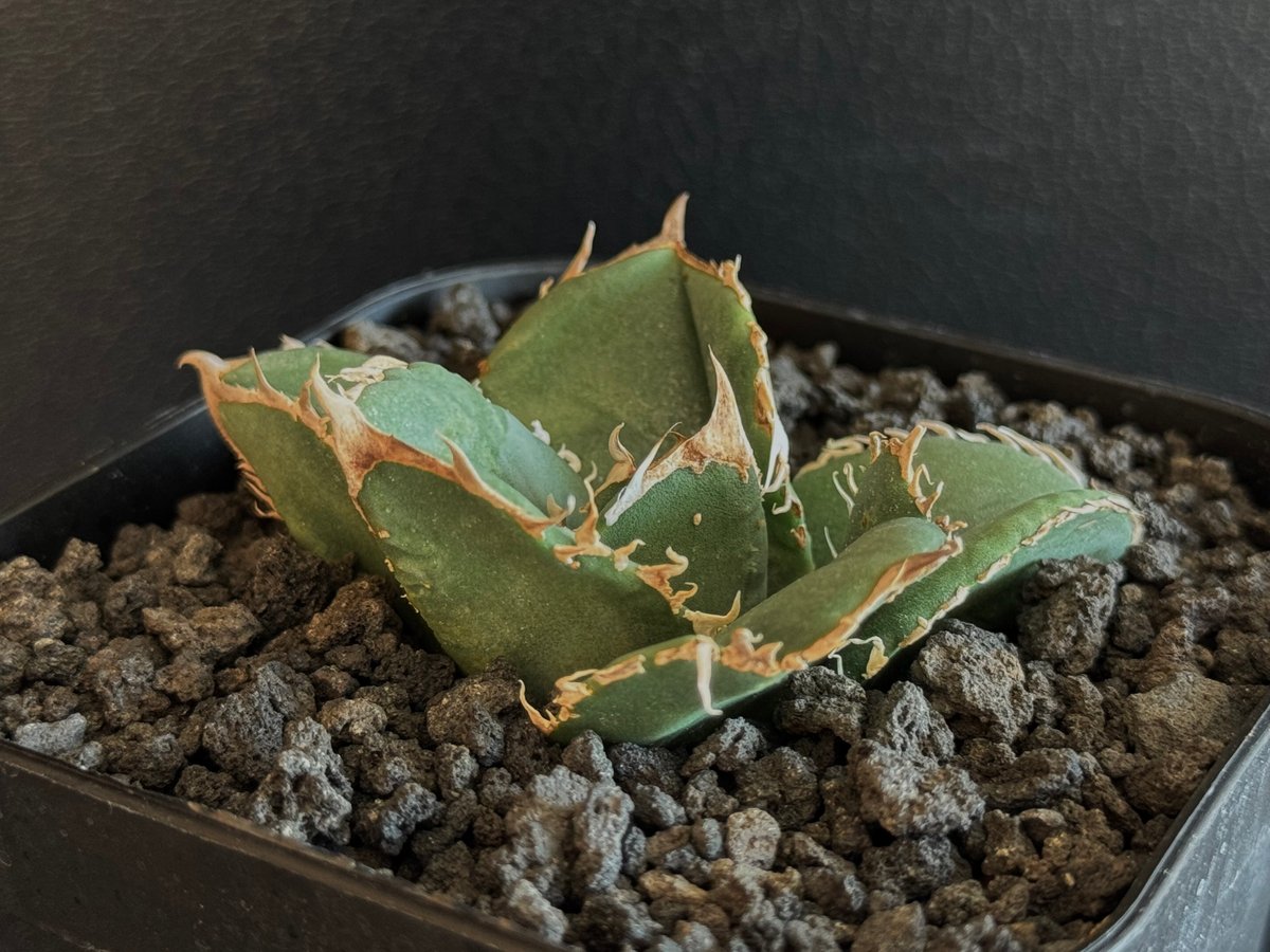 アガベ・チタノタ 蚩尤（芽）-004｜agave titanota chiyou | Plus