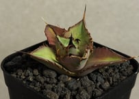 アガベ・チタノタ 蚩尤（芽）-008｜agave titanota chiyou | Plus
