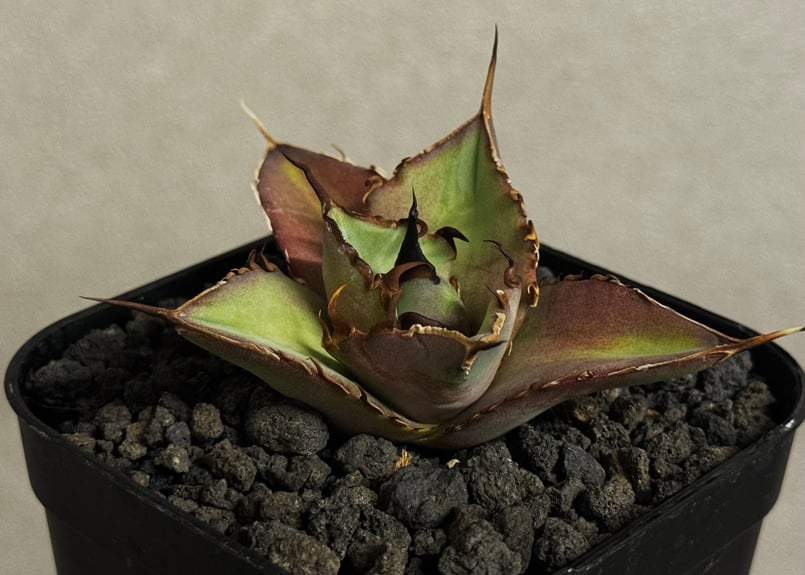 アガベ・チタノタ インフェルノ(芽)-002｜agave titanota inferno |