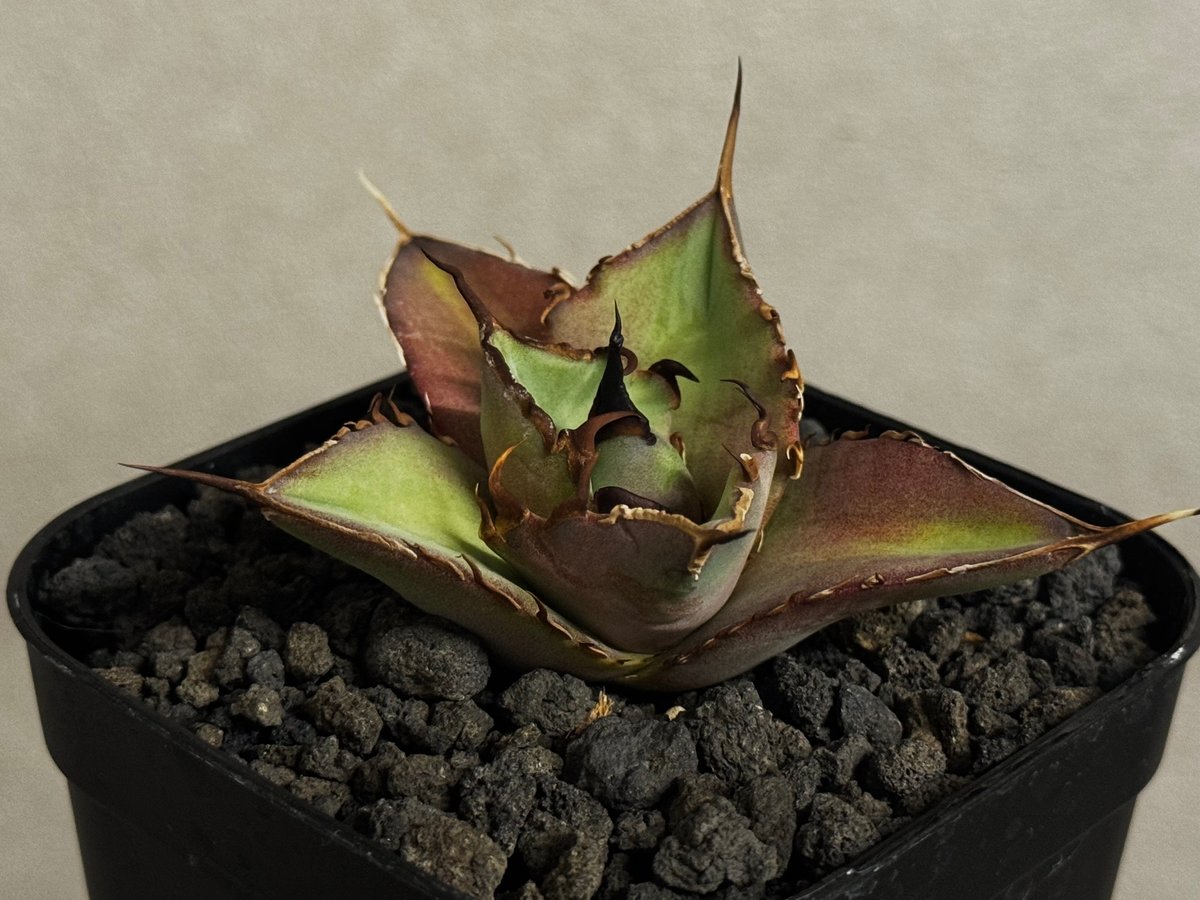 アガベ・チタノタ インフェルノ(芽)-002｜agave titanota inferno |