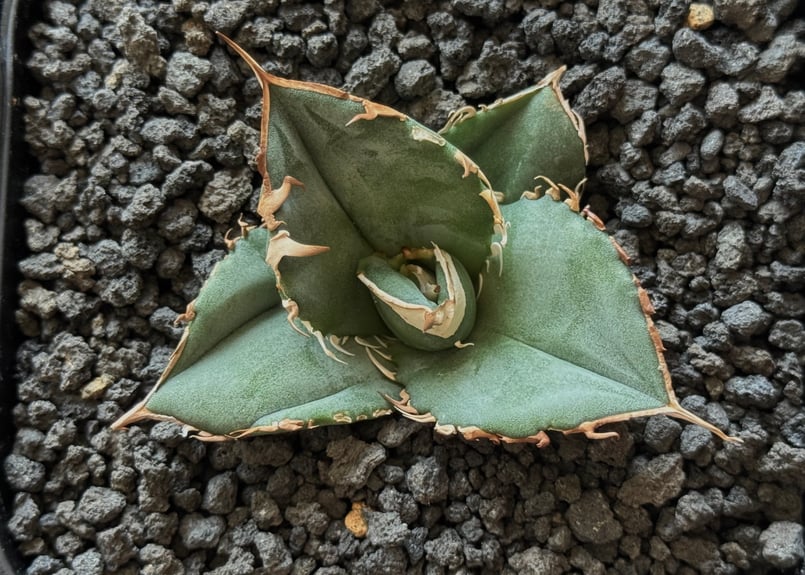 アガベ・チタノタ 中国大白鯊（芽）-003｜agave titanota | Plus_Pla